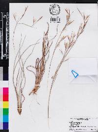 Andropogon virginicus var. glaucus image