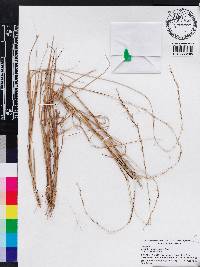 Aristida purpurascens image