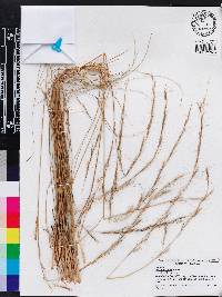 Aristida stricta image