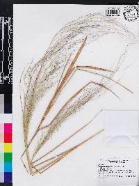 Eragrostis elliottii image