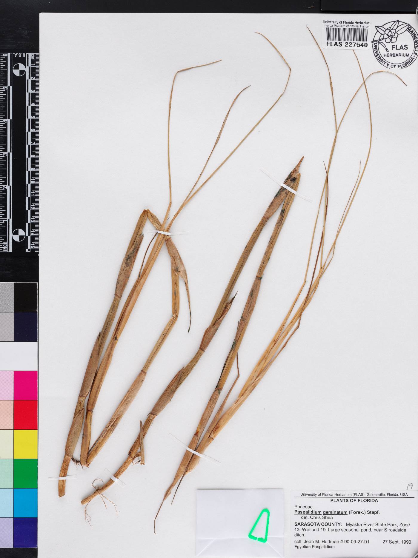 Paspalidium geminatum image
