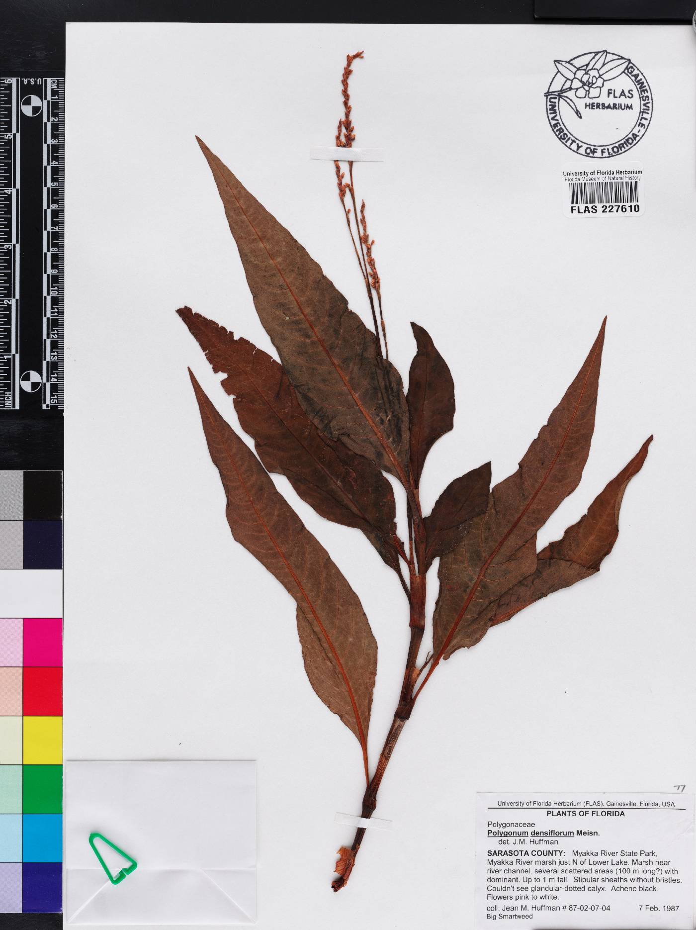 Persicaria glabra image