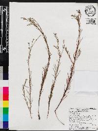 Euphorbia polyphylla image
