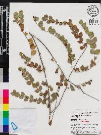 Crossopetalum ilicifolium image