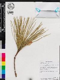 Pinus serotina image