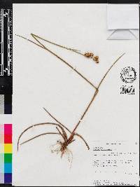 Juncus scirpoides image