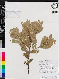 Quercus pumila image