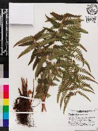 Dryopteris ludoviciana image