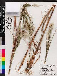 Andropogon floridanus image