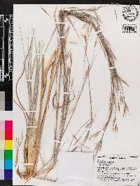 Andropogon virginicus var. glaucus image