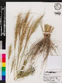 Aristida spiciformis image