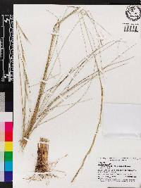 Aristida stricta image