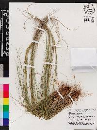 Muhlenbergia capillaris image