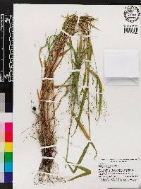 Kellochloa verrucosa image