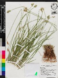 Carex longii image