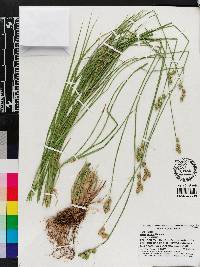 Carex vexans image