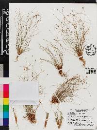 Eleocharis baldwinii image