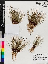 Eleocharis microcarpa image