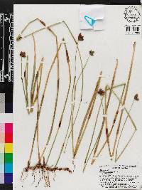 Fuirena scirpoidea image