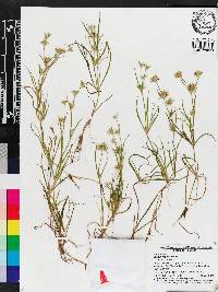 Juncus repens image