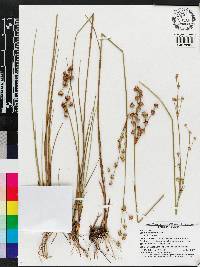 Juncus scirpoides image