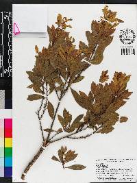 Myrica cerifera image