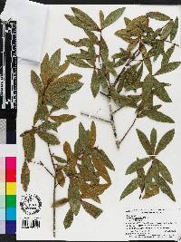 Quercus laurifolia image