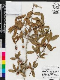 Quercus pumila image