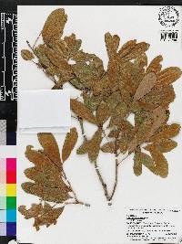 Quercus virginiana image