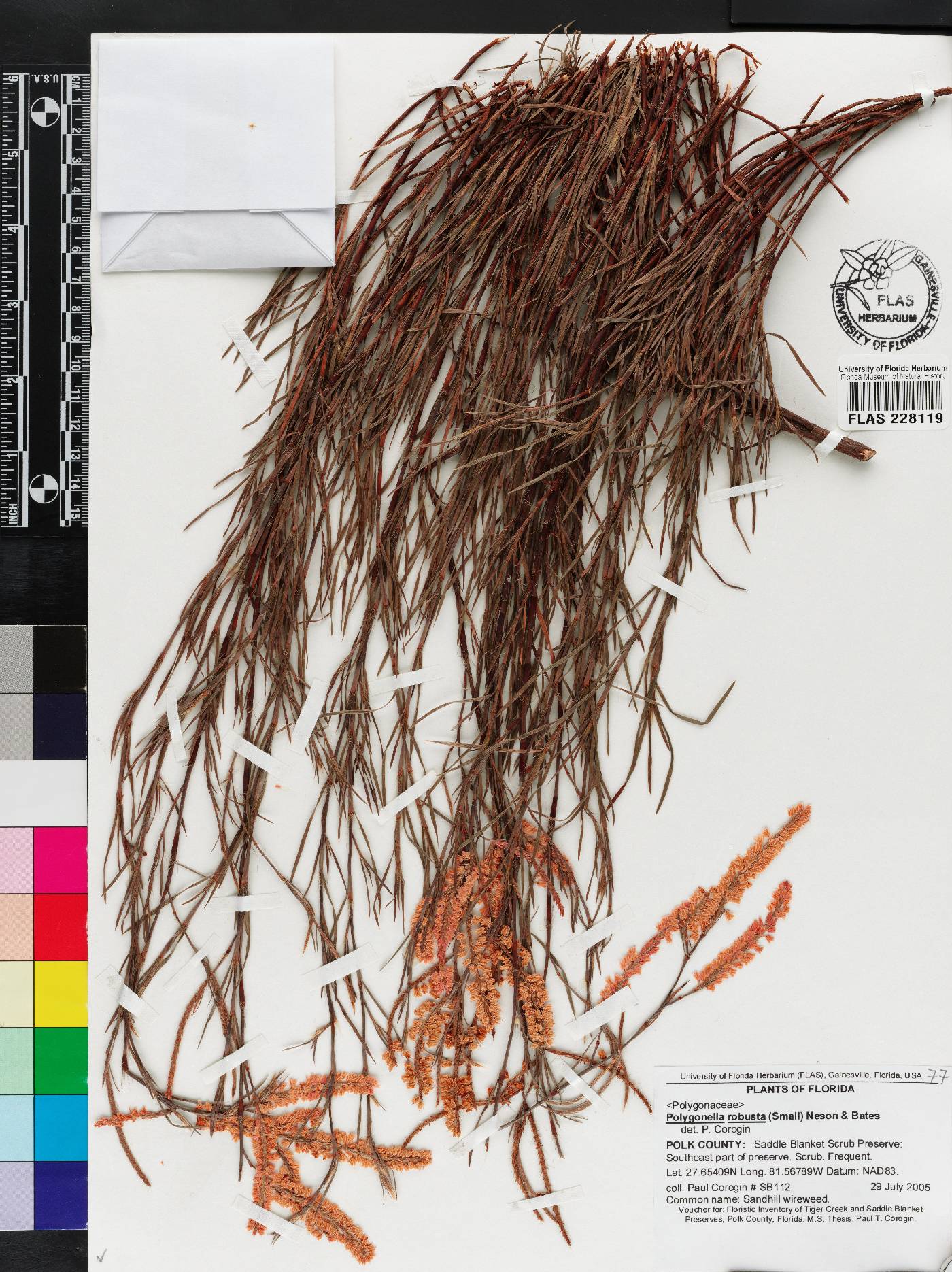 Polygonella robusta image