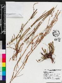 Rumex hastatulus image