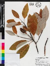 Magnolia virginiana image