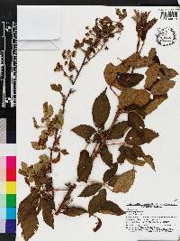 Rubus argutus image