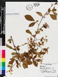 Rubus argutus image