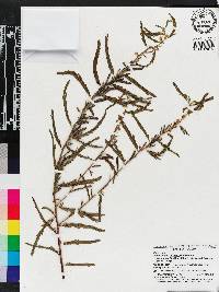 Chamaecrista nictitans var. aspera image