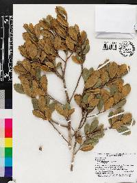 Ilex opaca var. arenicola image
