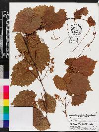 Vitis rotundifolia image