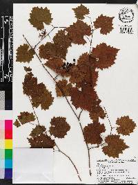 Vitis rotundifolia image