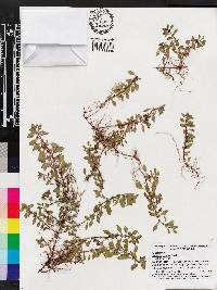 Ludwigia repens image