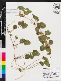 Centella asiatica image