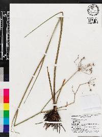 Tiedemannia filiformis subsp. filiformis image