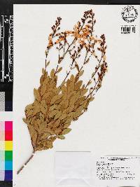Bejaria racemosa image