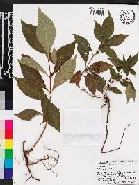 Psychotria nervosa image