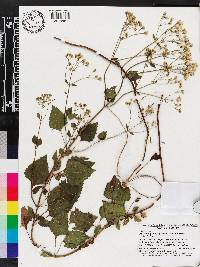 Ageratina jucunda image