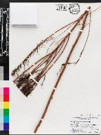 Eupatorium capillifolium image