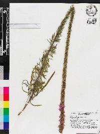 Liatris chapmanii image