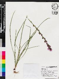 Liatris laevigata image