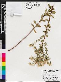 Sericocarpus tortifolius image