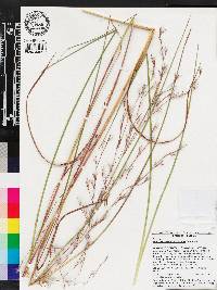 Andropogon brachystachyus image