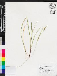 Carex godfreyi image